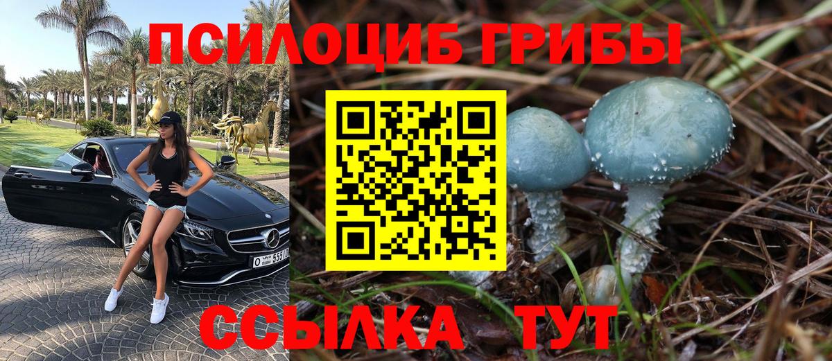 Галлюциногенные грибы Psilocybe Луховицы